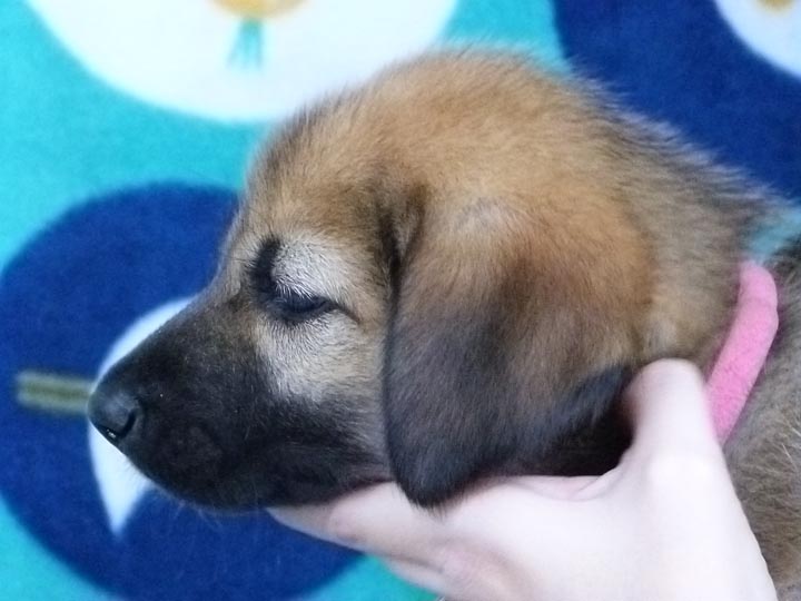 chinook puppy